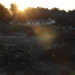 Cambria_0585 (November 02, 2013)